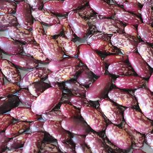 Best quality purple speckled kidney bean long shape cooking red kidney beans