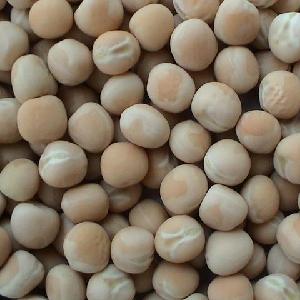 China wholesale green white yellow peas for fried beans