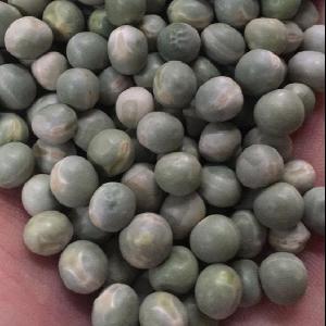 China wholesale green white yellow peas for fried beans