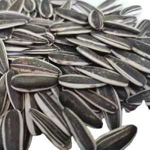 Chinese  sunflower seed for bird feed