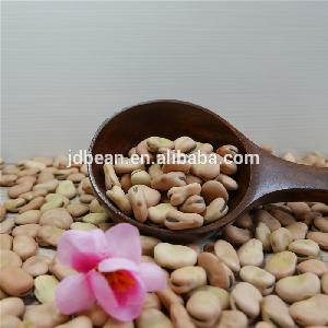 New Dried split fava beans