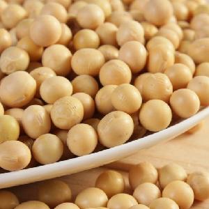 new crop Yellow soybean with high quality