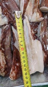 Frozen Indian ocean squid tail
