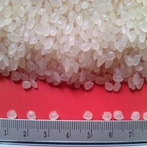 Vietnam Japonica/ Round Rice 5% Broken/ Sushi Rice