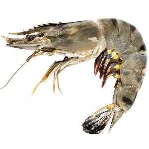 IQF Frozen fresh whole round Black Tiger Shrimps