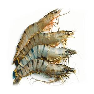Top Sale!!! IQF Frozen/Fresh/Black tiger shrimp
