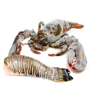 LIVE Rock Lobster-Canadian / Live Maine Lobster