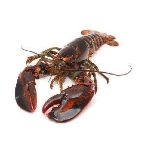 Live Spiny Rock Lobster