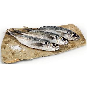 Frozen Horse Mackerel Big Eye Round Scad Good Sale Seafood Fish