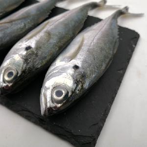 Block BQF Mackerel Frozen Horse Mackerel Fish