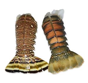 Frozen spiny lobster tails (p argus) / American Lobster tail/ green lobster tail
