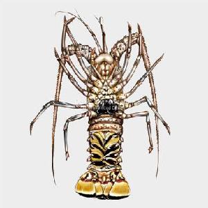 caribbean spiny lobster (panulirus argus)