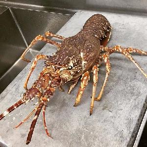 australian spiny lobster