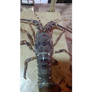 royal spiny lobster (panulirus regius)