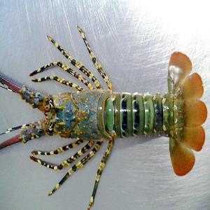 Fresh Frozen scalloped spiny lobster and Live scalloped spiny lobster