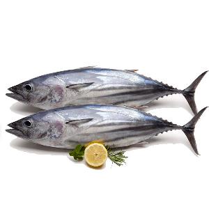Small Size frozen seafood frozen fresh bonito fish for sale