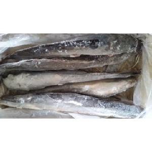 Top Hot sales Frozen Eel Fish Fresh /Frozen