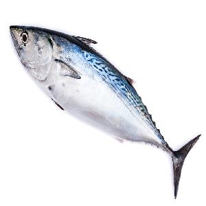 Fresh frozen Bonito Fish