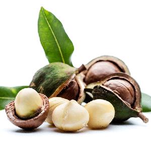 Australian Macadamia Nuts Style 1 Kernel in Bulk for export