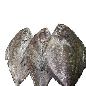 parastromateus niger frozen black pomfret from china
