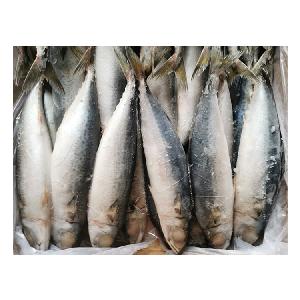 300-500 scomber japonicus pacific mackerel