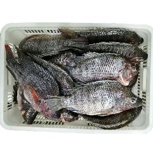 aquaculture farm raised whole round gutted scaled frozen black tilapia oreochromis niloticus for usa/uk/europe