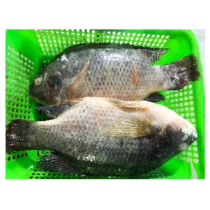  Frozen   Whole   Round   Tilapia  Fish Supplier