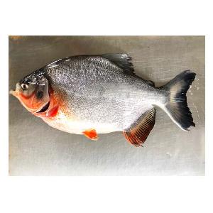 Chinese export frozen red pomfret whole  round  on sale