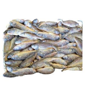 BQF whole round fish frozen fresh yellow croaker 500g 1000g W/R