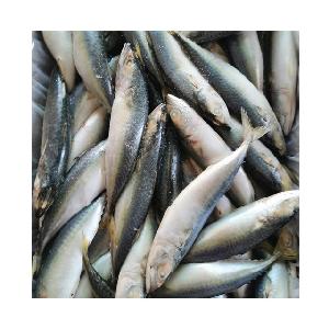 Frozen Fresh chub mackerel Pacific Mackerel
