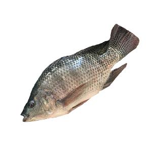 IQF black whole round fish tilapia