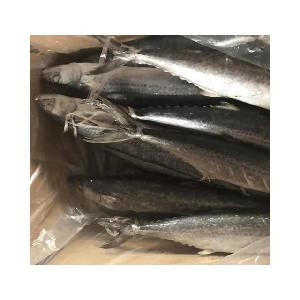 Frozen IQF Spanish Mackerel IQF Scomberomorus Niphonius King Fish