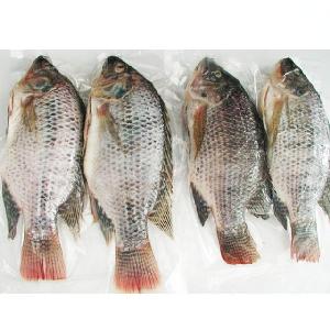 Frozen Whole Tilapia Gutted Scaled Tilapia 550-750g US Standard
