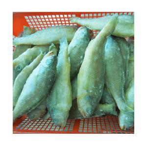 Frozen  Whole   Yellow   Croaker  Wild Caught IQF Small  Yellow   Croaker 