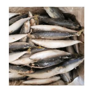 BQF Landfrozen Fresh Pacific Mackerel Whole Fish