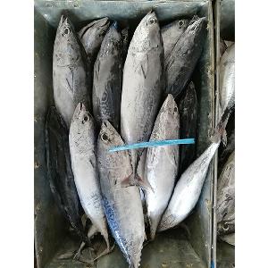 Size 100-120 G Frozen Round Scad Fish/ Muroaji for Tuna Fishing Bait