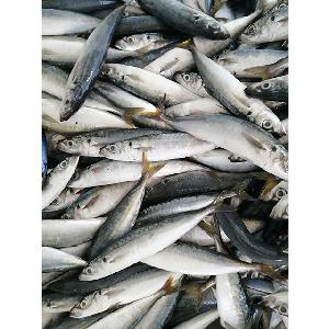 decapterus muroaji mackerel fish frozen muroaji for tuna bait
