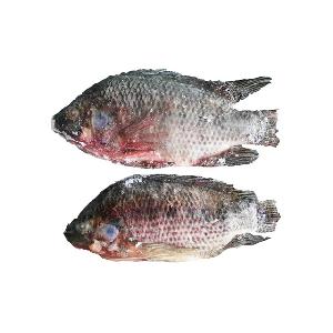 tilapia wholesale