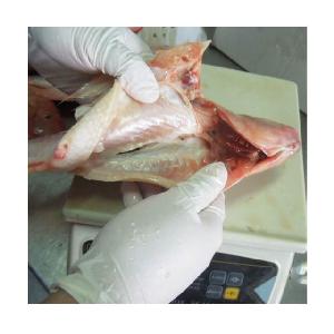Frozen Fish of Red Tilapia
