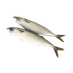 2020 august scomber japonicus land frozen 90% pacific mackerel