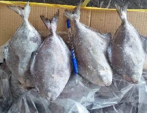 Frozen Whole Round Black Pomfret 300 to 500 gram