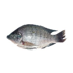 Oreochromis Niloticus Fresh  Frozen Tilapia Whole Round Hot Sale