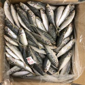 Frozen round scad mackerel fish