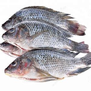 Frozen Farming Black Gutted & Scaled Whole Tilapia Fish For sale