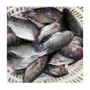Cheap Frozen Whole Round Fresh Exotic Black Tilapia Fish