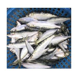 Frozen Sardine for Bait Fishing