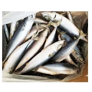Cheap WR Ocean Seafoods Frozen High Quality  Pacific Mackerel Importers In Africa