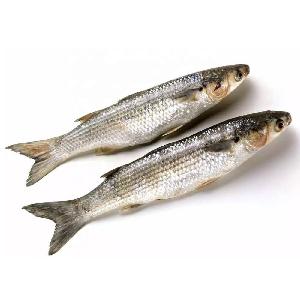 Frozen Grey Mullet