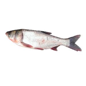 Silver Carp Fish,South Africa Silver Carp Fish price supplier - 21food