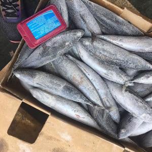 Frozen bonito tuna fish for canning with white meat quick selling